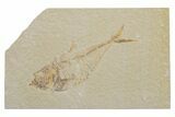Fossil Fish (Diplomystus) - Green River Formation #217539-1